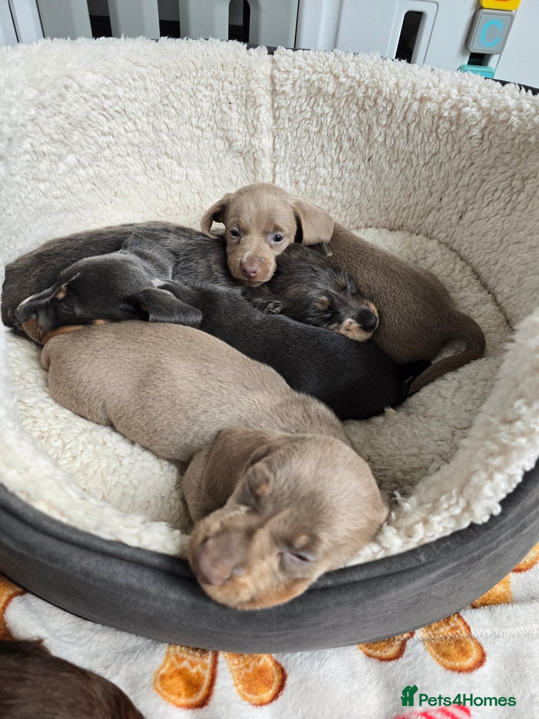 Dachshund dogs for sale: Short and long hair miniature dashund  - Image 27