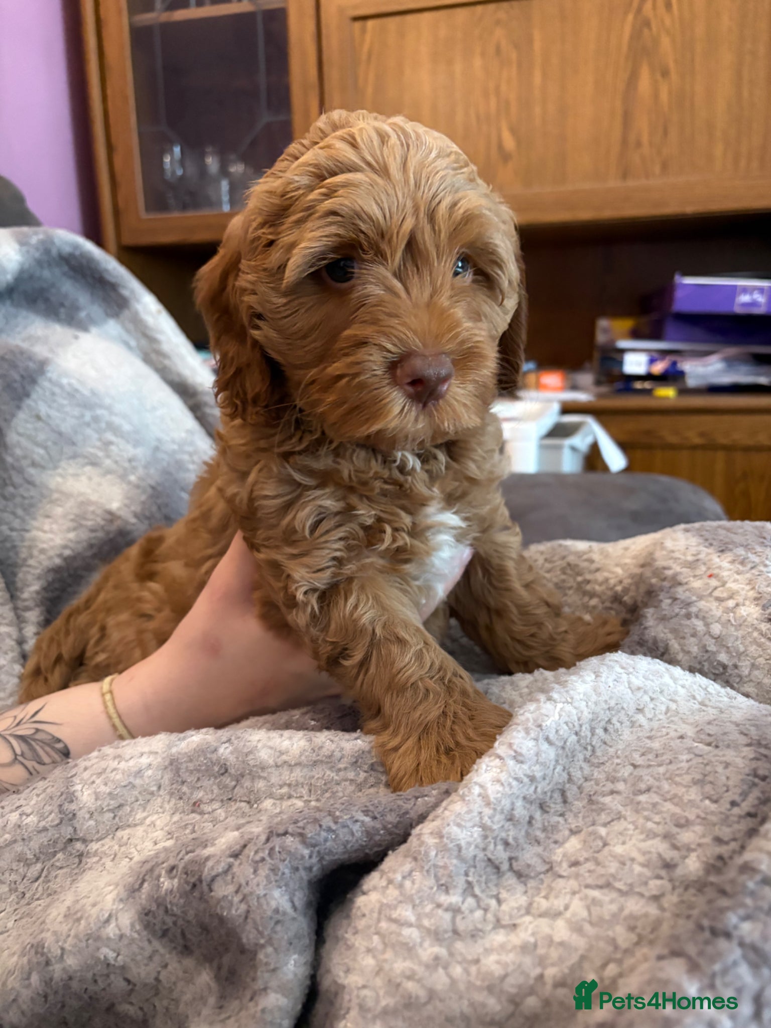 Cockapoo dogs Stunning cockapoo puppies ready in 2 weeks - Advert 19