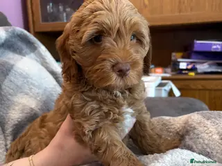 Cockapoo dogs Stunning cockapoo puppies ready in 2 weeks - Advert 19