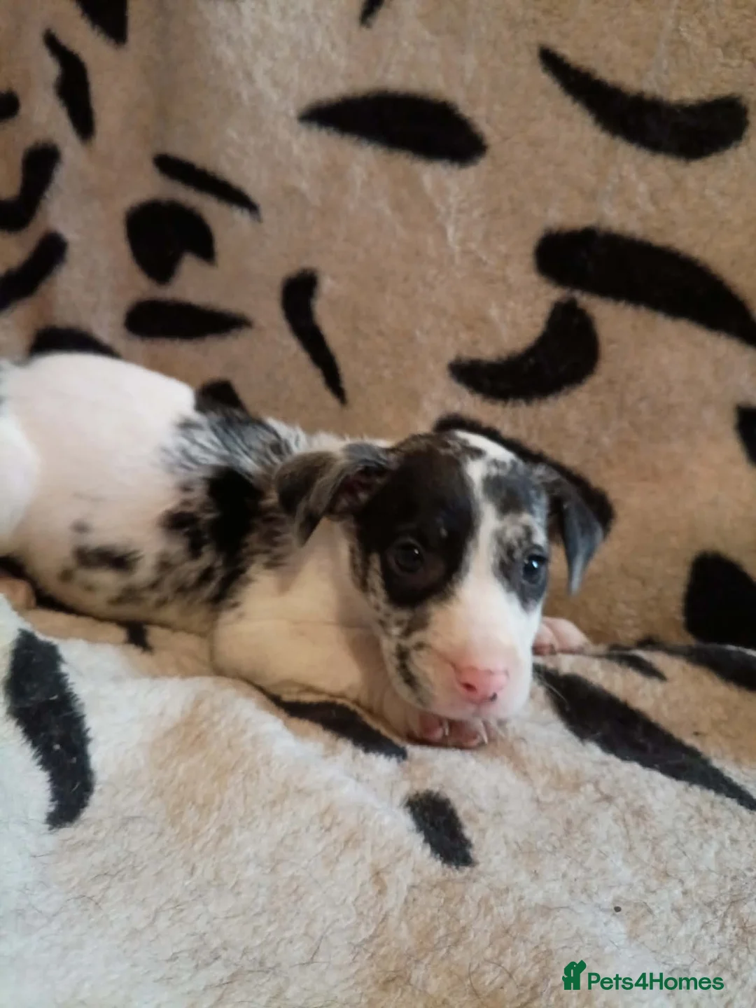 Staffordshire Bull Terrier dogs for sale: Beautiful Merle Staffy pups - Advert 2