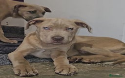 Mixed Breed dogs for sale: Cane Corso/Presa Canario Molloser dogs  - Advert 2