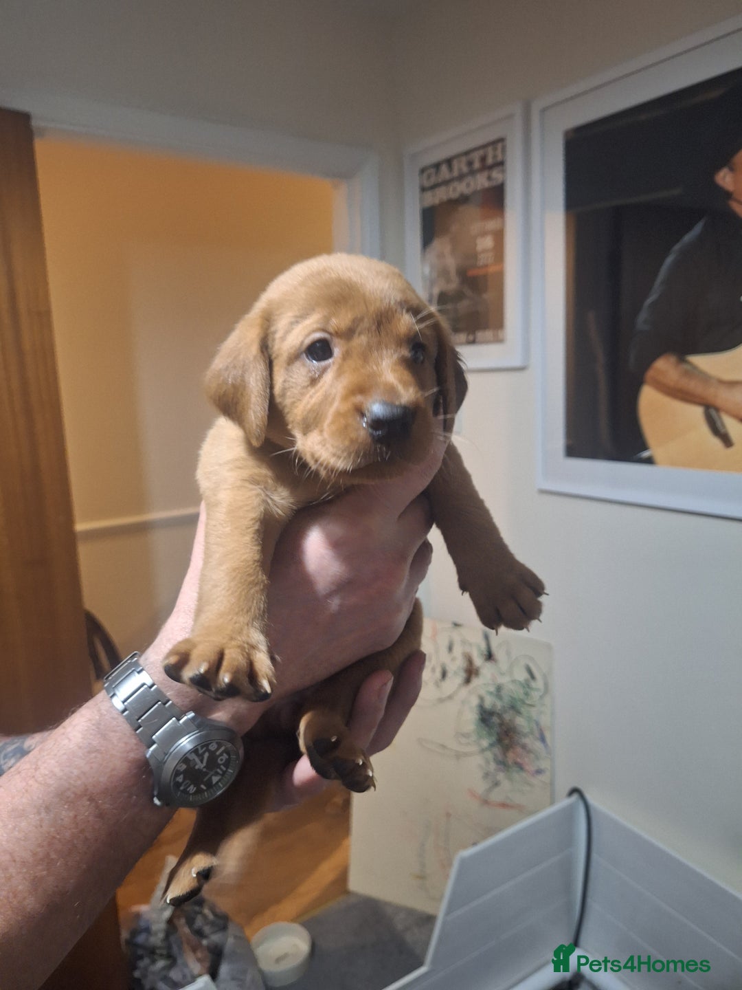 Labrador Retriever dogs for sale: Fox red labrador  - Advert 10