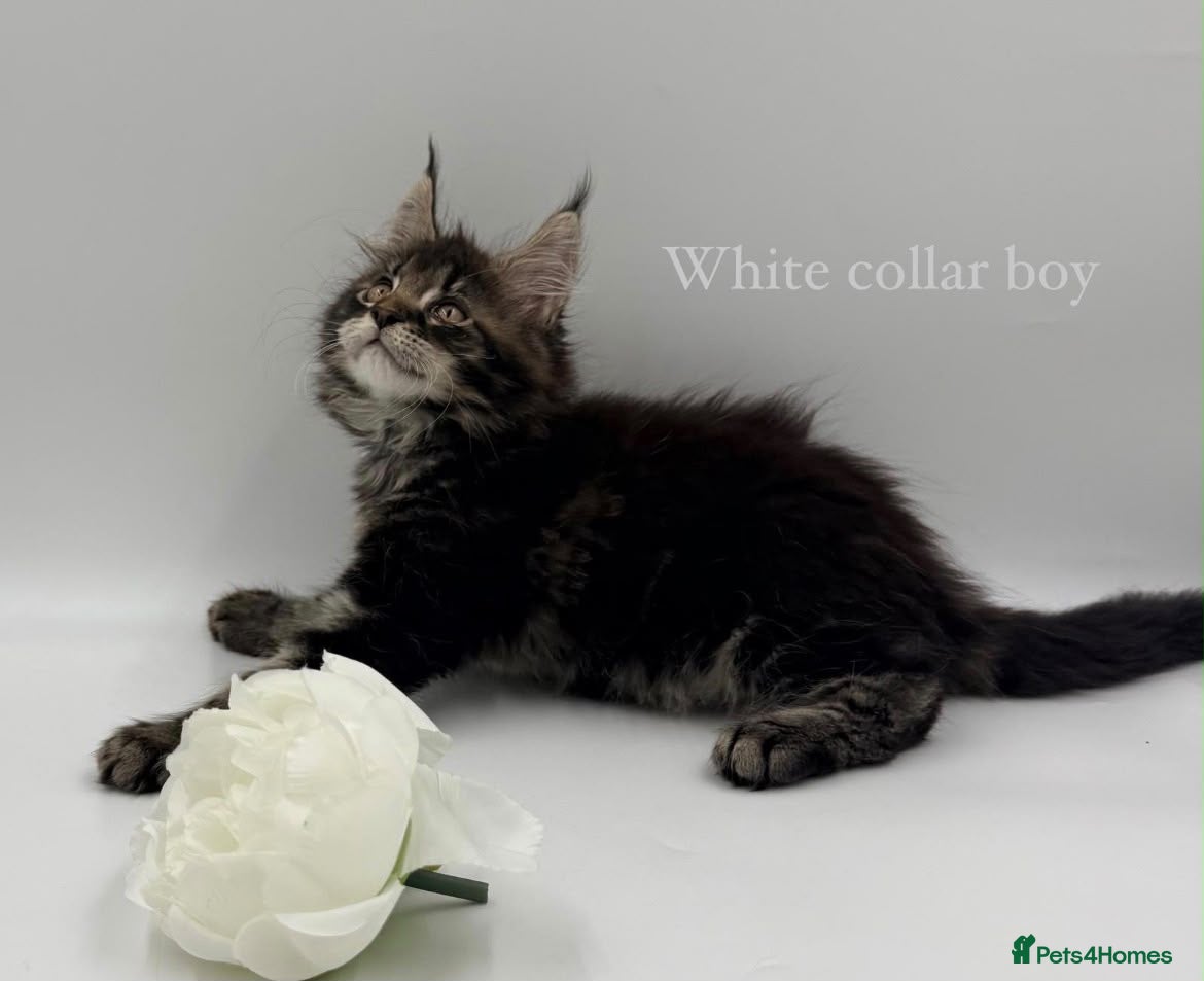 Maine Coon cats Maine coon kittens  - Advert 2