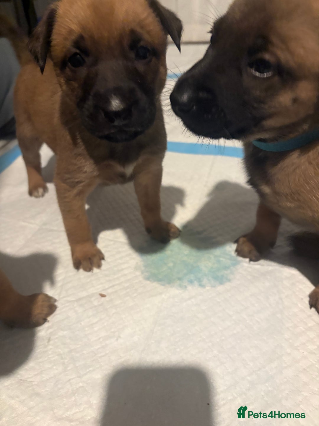 Mixed Breed dogs for sale: Belgian mali cross bullgreyhound PUPPIES  - Advert 14