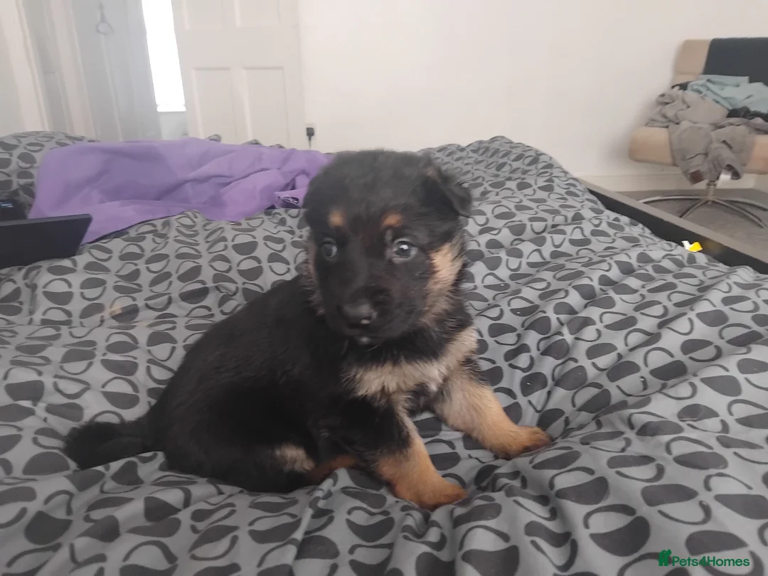German Shepherd dogs for sale: German shepherd Puppies - Advert 15