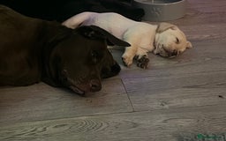 Labrador Retriever dogs for sale: 8 super Labrador pups 4 girls 4 boys**NEW PHOTOS** - Image 26