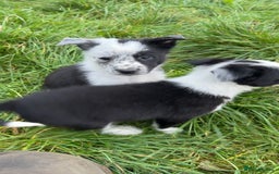 Border Collie dogs for sale: Border collie pups - Image 10