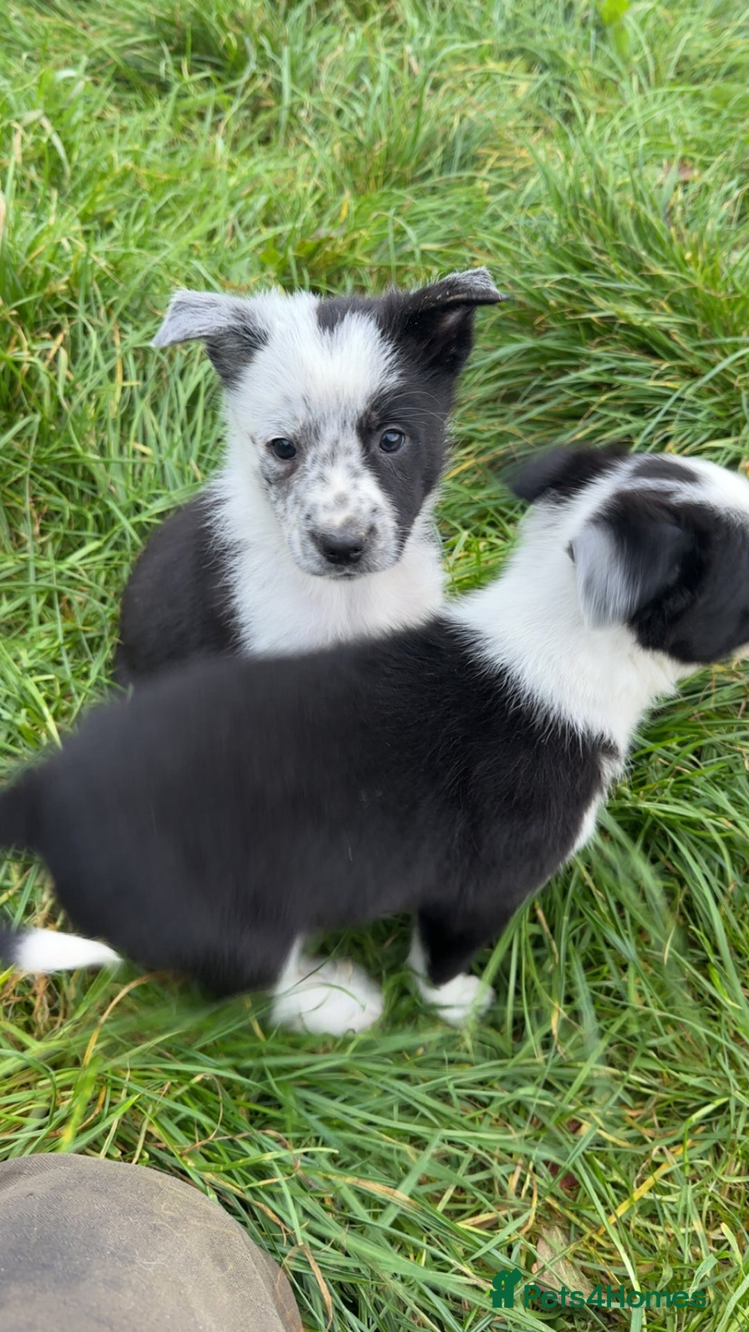 Border Collie dogs for sale: Border collie pups - Image 10