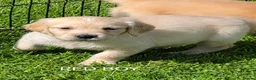 Golden Retriever dogs for sale: KC GOLDEN RETRIEVER PUPPIES  - Advert 5