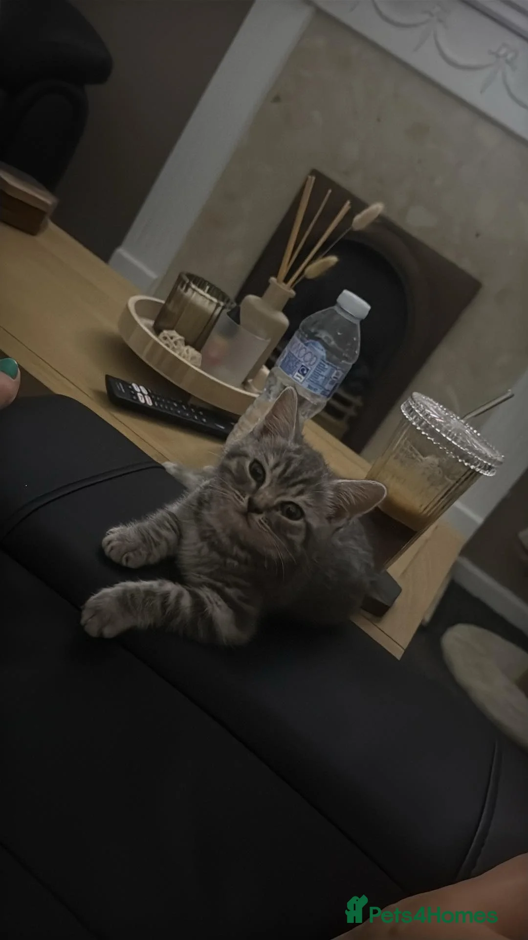 British Shorthair cats for sale: British shorthair  in Alfreton - Advert 2