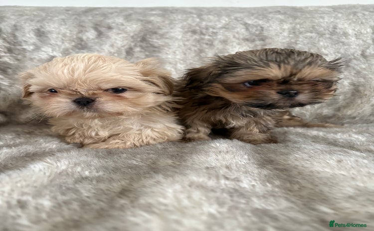 Shih Tzu dogs - Advert 13