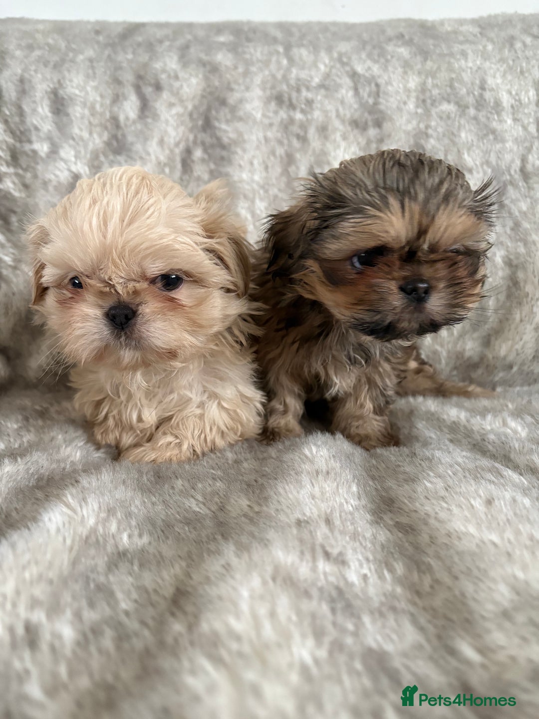 Imperial Shihtzu for sale in Oxford Pets4Homes - Main Image