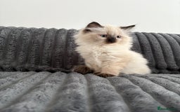 Ragdoll cats for sale: 2 Ragdoll Kittens left 🐾🤍 READY TO LEAVE NOW! - Image 19