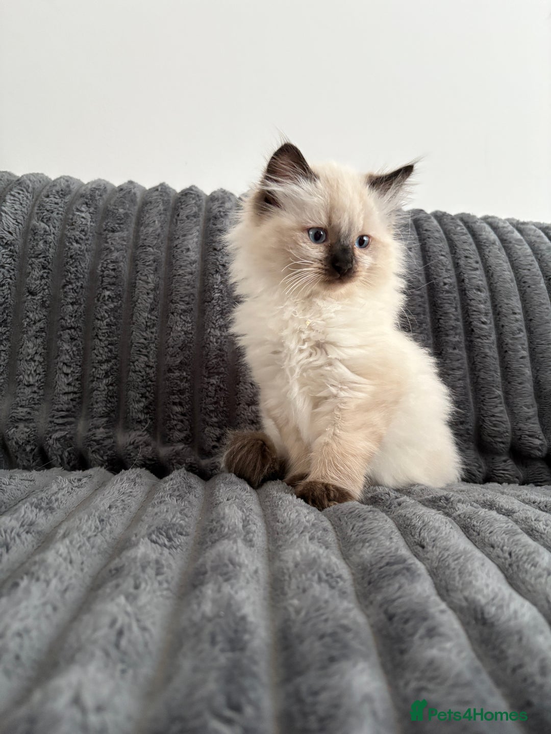 Ragdoll cats for sale: 2 Ragdoll Kittens left 🐾🤍 READY TO LEAVE NOW! - Image 19