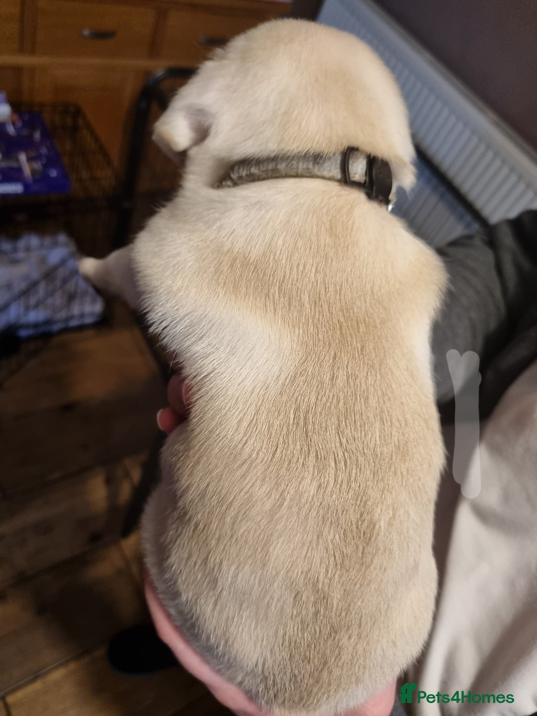 Pug dogs for sale: Pug puppies looking for furever homes - Advert 4