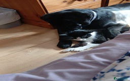 Mixed Breed dogs for sale: Lab x Bernese Mt Dog for a forever home - Image 4