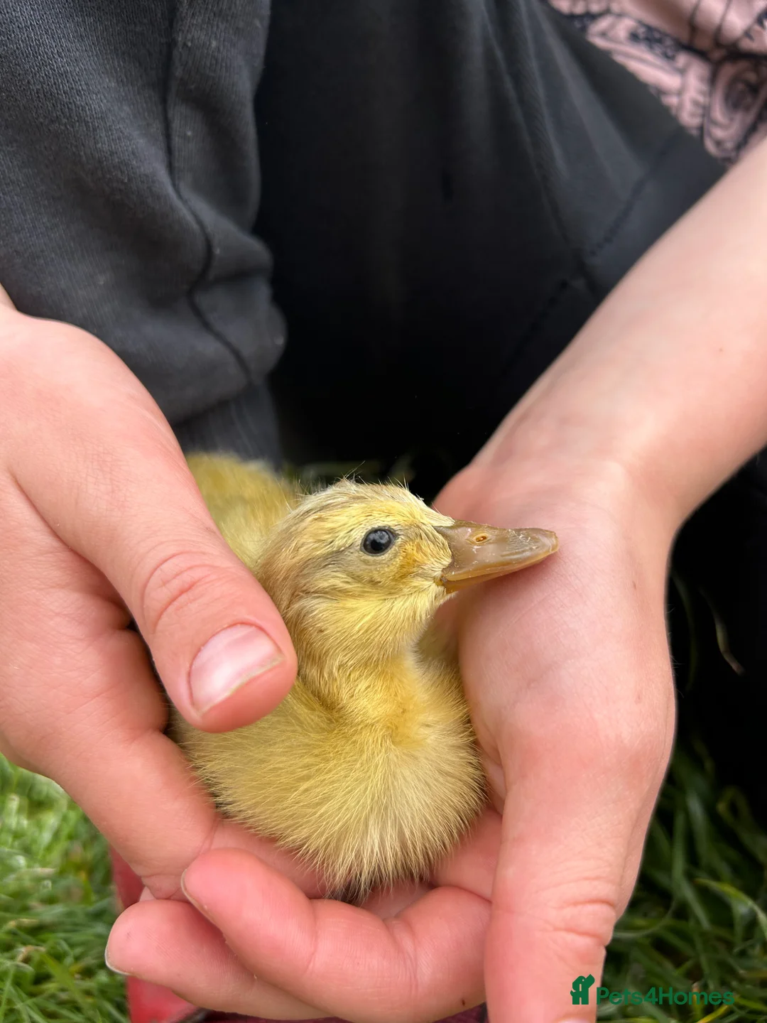 Ducks poultry for sale: Indian runner ducklings  - Advert 2