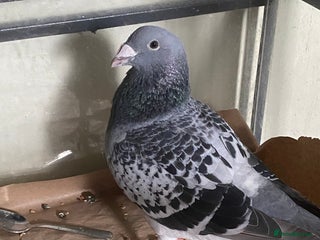 Pigeons birds in Mansfield - Advert 23