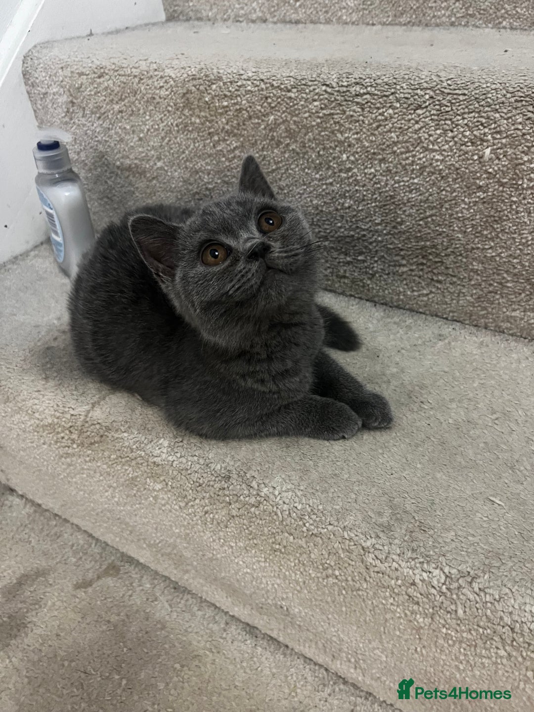 British Shorthair cats for sale: Last 2 stunning kittens BSH ready now - Advert 3