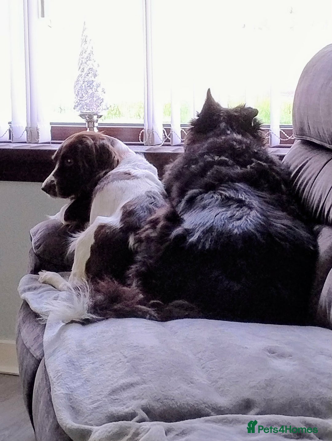 English Springer Spaniel dogs for sale: English springer spaniel for sale - Advert 8