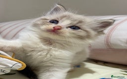 Ragdoll cats for sale: Beautiful Ragdoll kitten  - Image 9