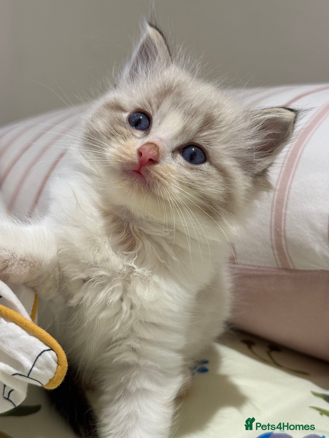 Ragdoll cats for sale: Beautiful Ragdoll kitten  - Image 9