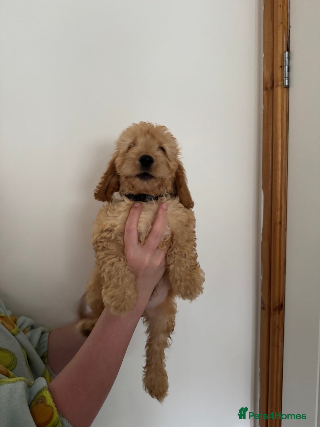 Cockapoo dogs for sale: Beautiful F1 Cockapoo puppies - Image 28