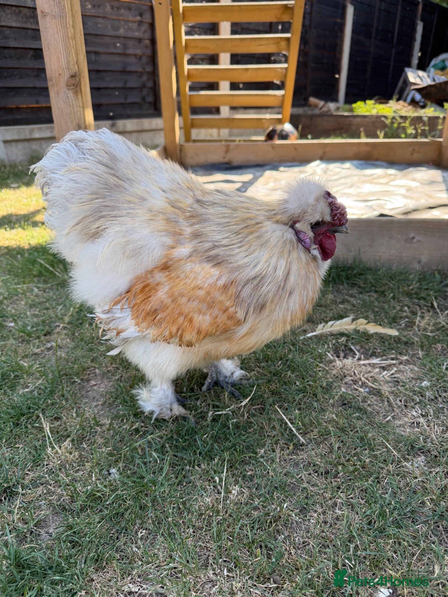 Chickens poultry Purebred silkie cockerel.  - Advert 1