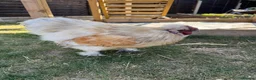 Chickens poultry for sale: Purebred silkie cockerel.  - Advert 1