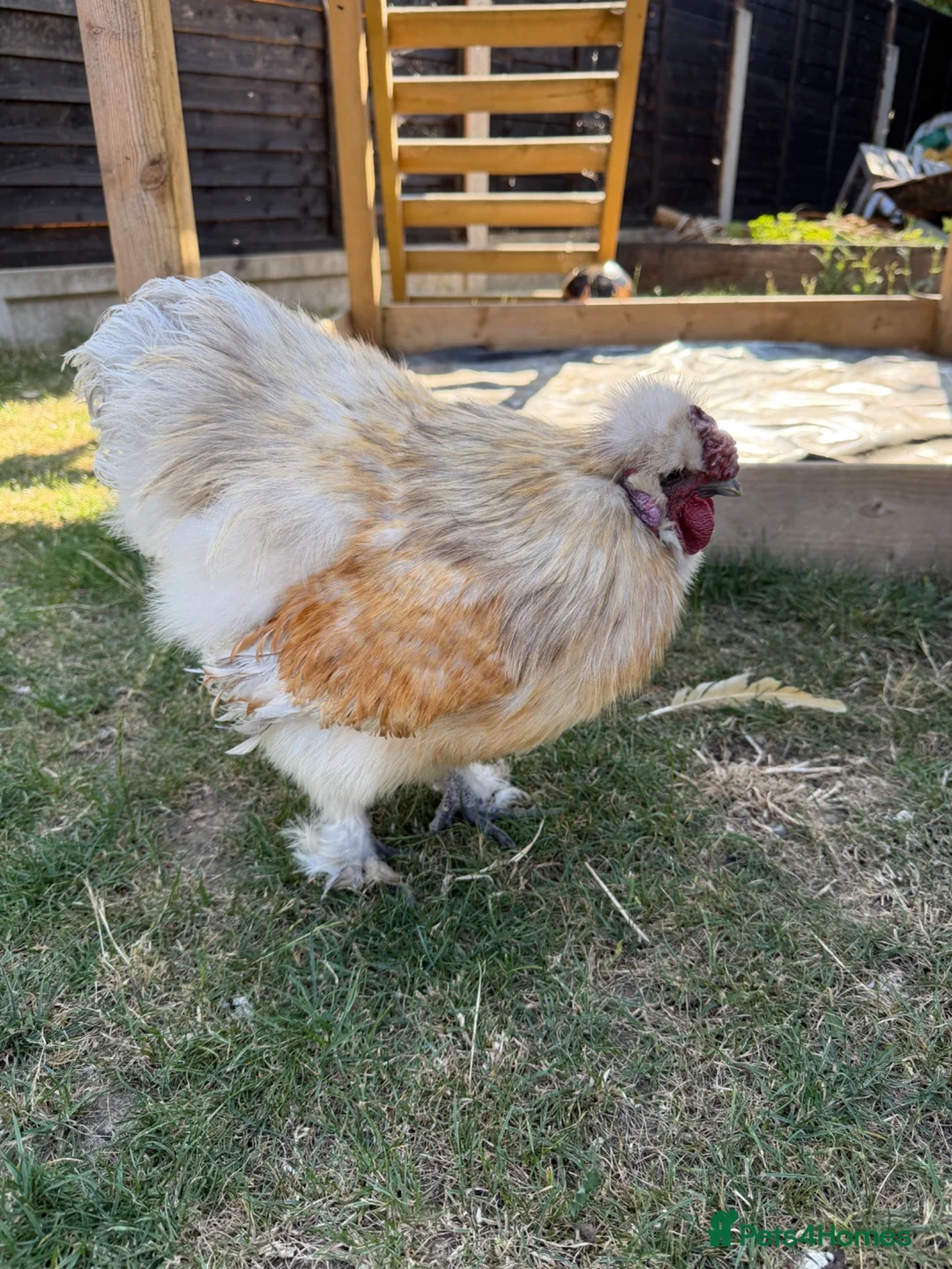Chickens poultry for sale: Purebred silkie cockerel.  - Advert 1