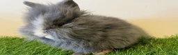 Lionhead rabbits for sale: Stunning girl❤️ - Advert 2