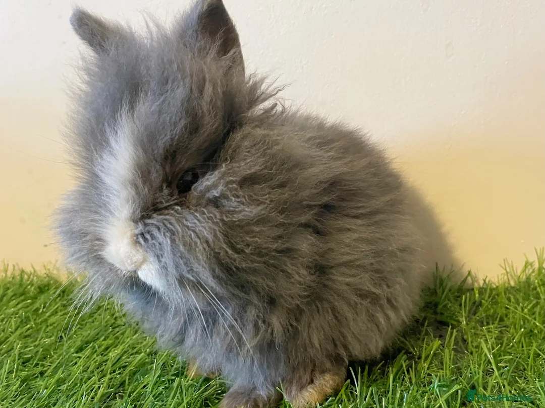 Lionhead rabbits for sale: Stunning girl❤️ - Advert 2