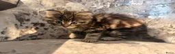 Mixed Breed cats for sale: Half Norwegian forest cat male kitten in Tonbridge - Advert 7