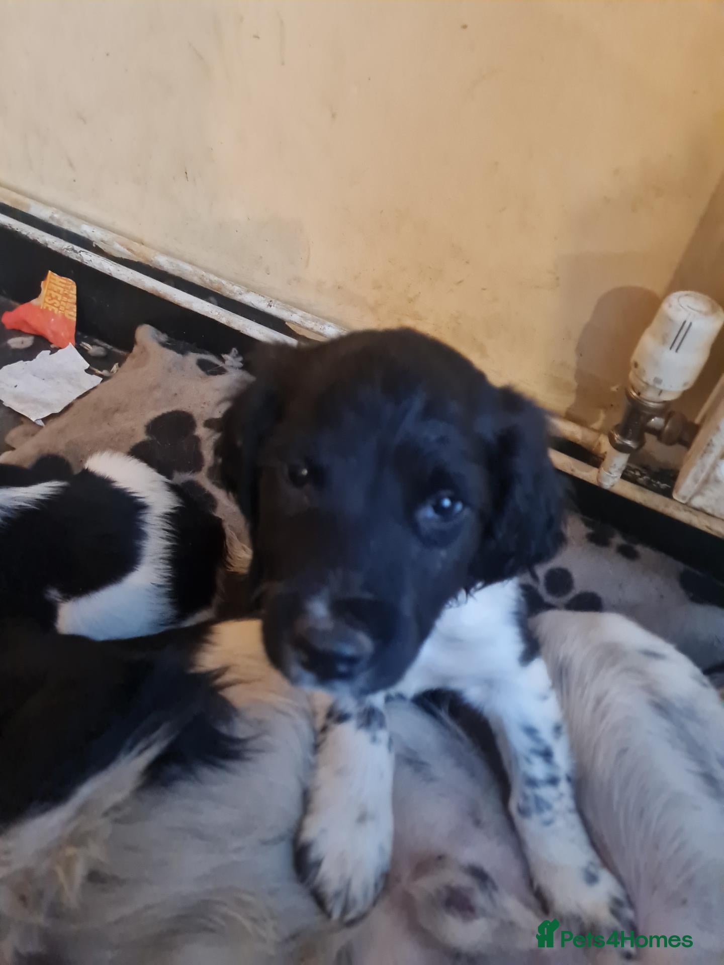 English Springer Spaniel dogs for sale: Springer pups... - Advert 1