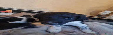 English Springer Spaniel 5