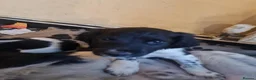 English Springer Spaniel dogs for sale: Springer pups... - Advert 1