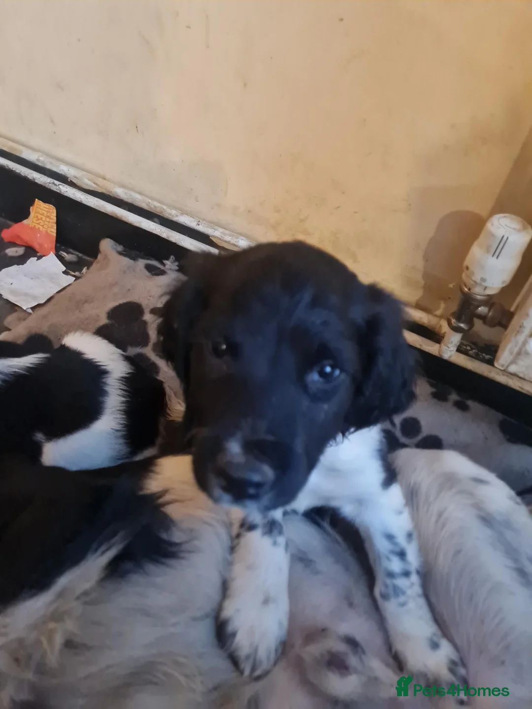 English Springer Spaniel dogs for sale: Springer pups... - Advert 1