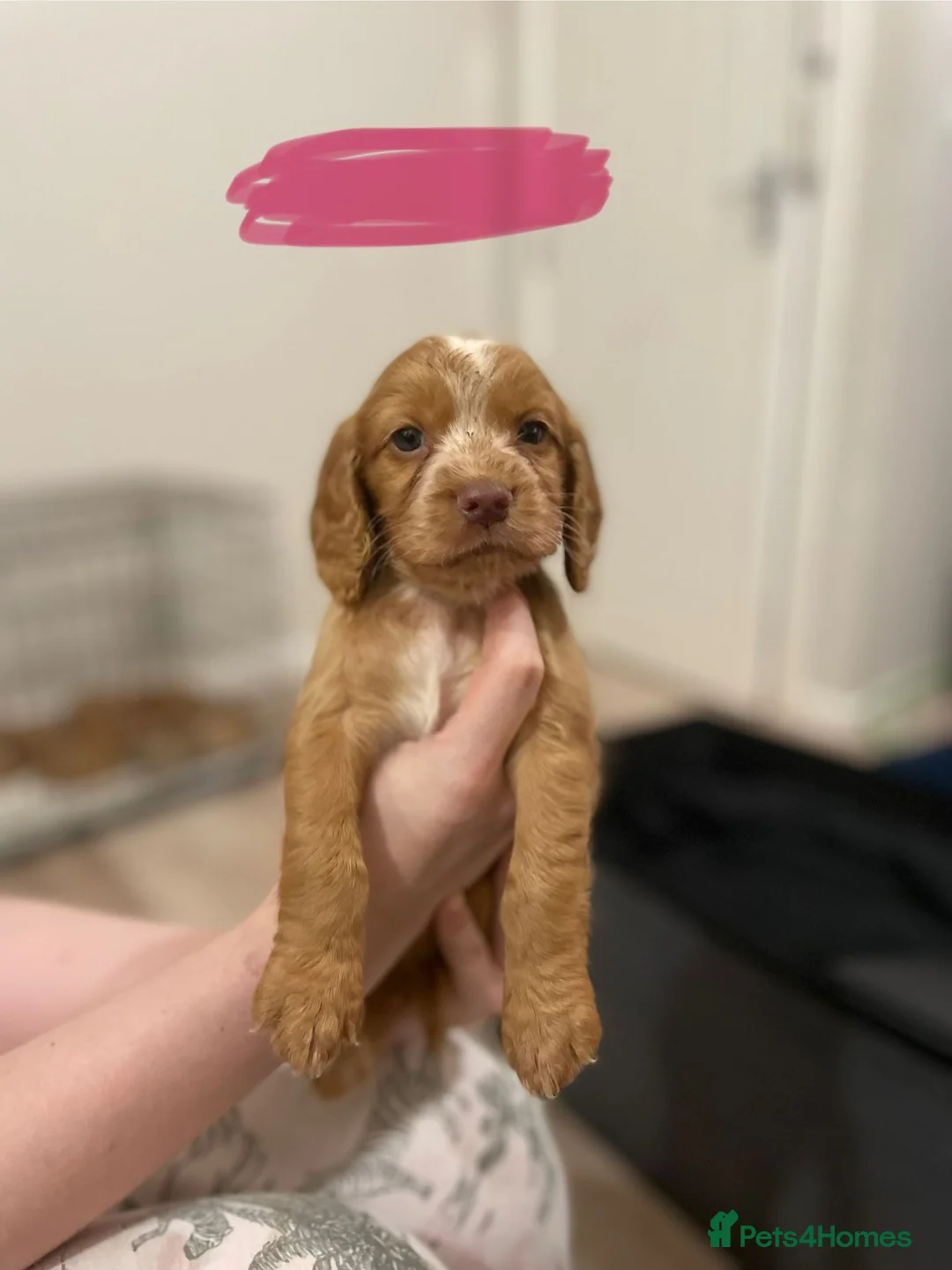 Cocker Spaniel dogs for sale: Cocker Spaniel Puppies - Advert 2