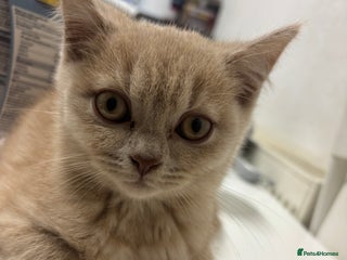 British Shorthair cats - Advert 10