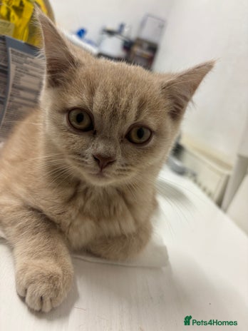 British Shorthair cats - Advert 8