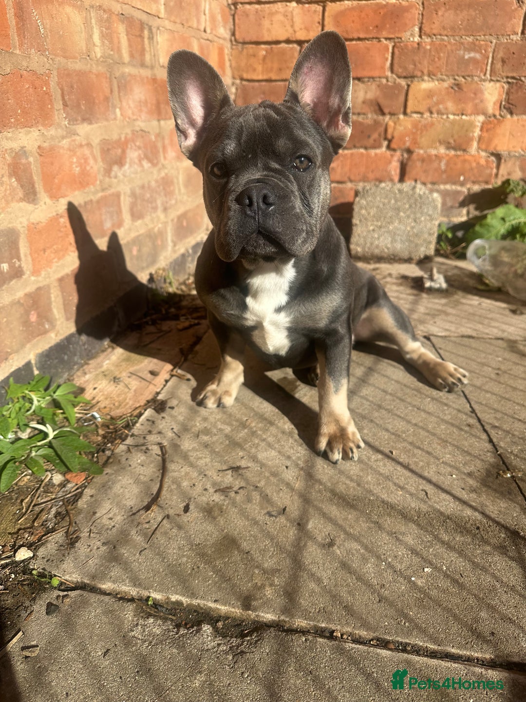 French Bulldog dogs for sale: French bulldog puppy blue & tan - Image 4