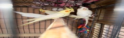Cockatiels birds for sale: Pair cockatiel - Advert 13