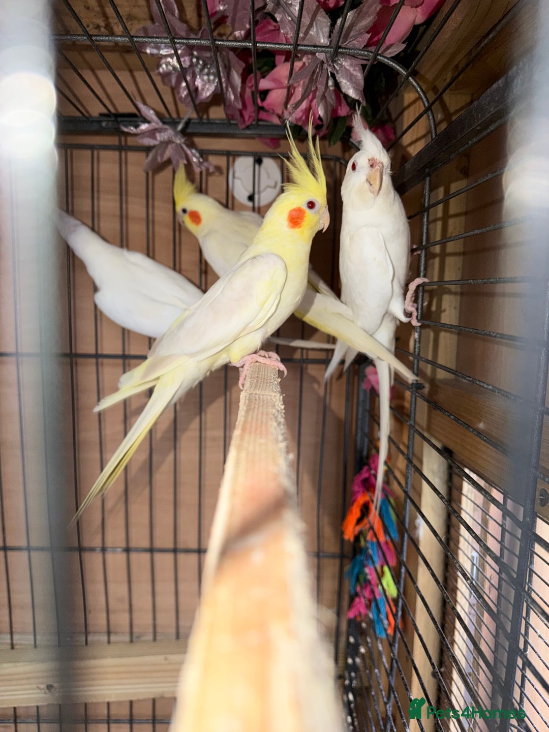 Cockatiels birds for sale: Pair cockatiel - Advert 13
