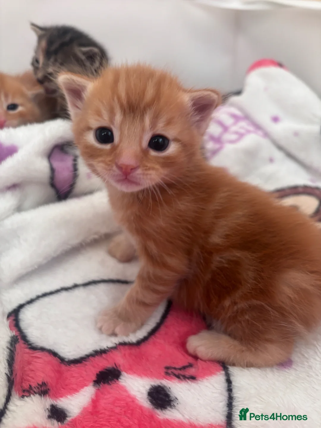 Mixed Breed cats for sale: Teddy bear face domestic x British longhair - Advert 2