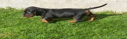 Miniature Dachshund dogs for sale: Mini dachshund boy in Coventry - Advert 7