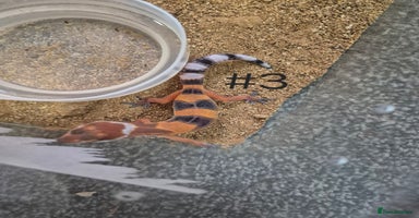 Leopard Gecko reptiles - Advert 14