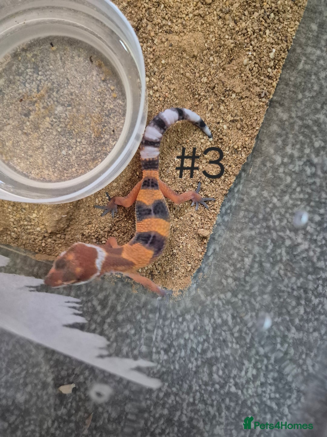 Leopard Gecko reptiles for sale: Juvenile Leopard Geckos  - Image 3