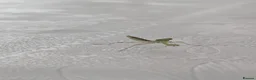 Praying Mantis invertebrates for sale: Haribo Praying Mantis - Advert 4
