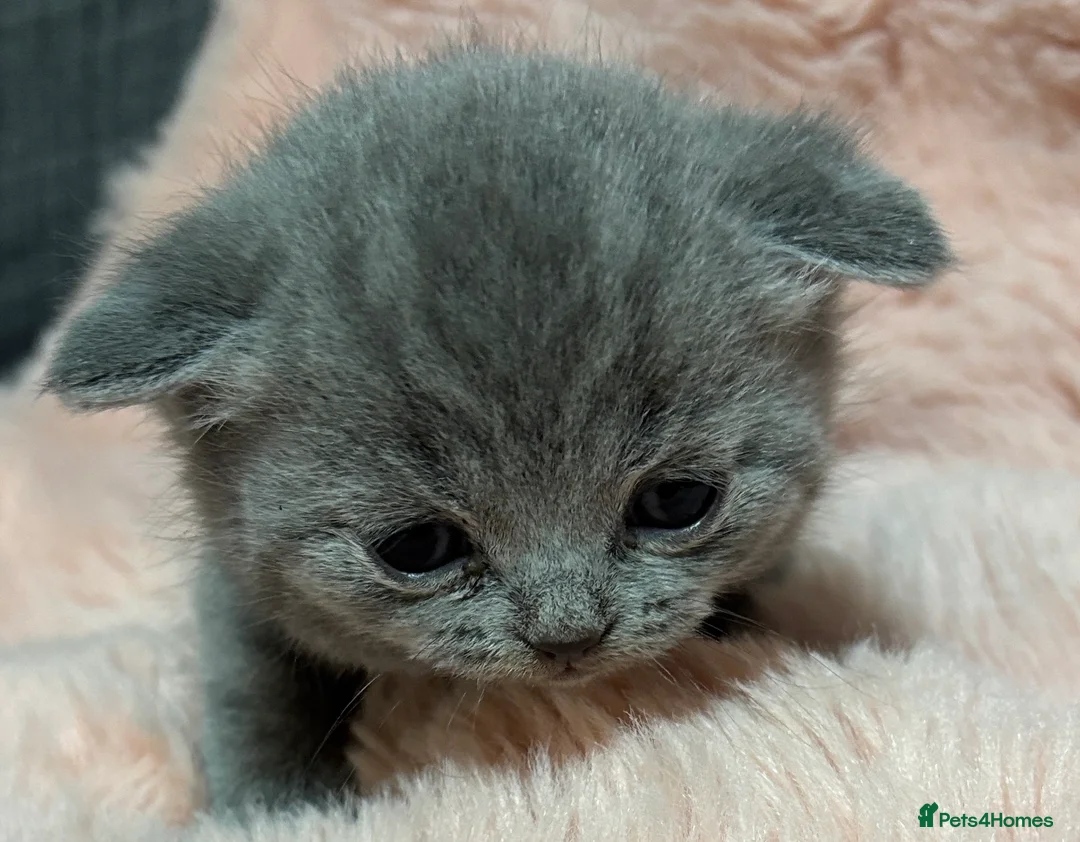 British Shorthair cats for sale: Beautiful British short hair kittens  - Advert 20