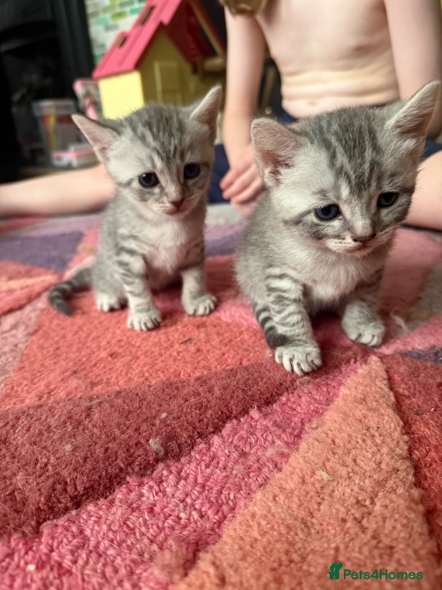 British Shorthair cats 4 beautiful British shorthair mixes.  - Advert 6